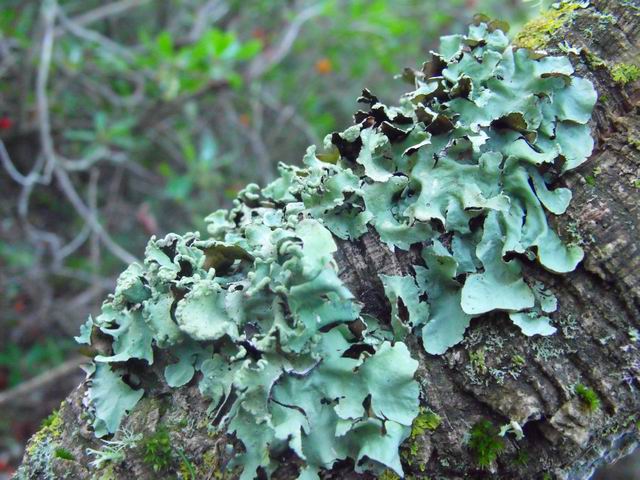 Lichene da determinare